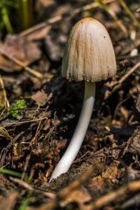 mushroom, fungus, edible mushroom